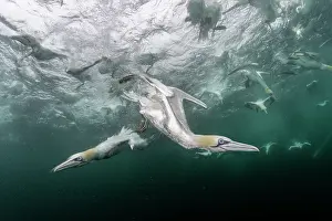 Speed Prints: RF - Northern gannets (Morus bassanus) diving underwater to feed on discarded fish