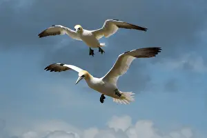 Low Angle View Prints: RF - Two Northern gannets (Morus bassanus) in flight