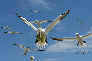 Flock Prints: RF - Northern gannets (Morus bassanus) flock in flight