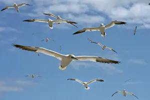 Low Angle View Prints: RF - Northern gannets (Morus bassanus) flock in flight