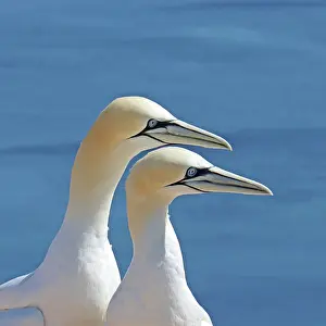RF - Northern gannets (Morus bassanus) pair, head portrait, Germany. June. (This image may be licensed either as rights managed or royalty free.)