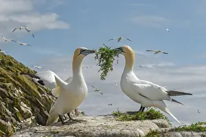 Holding In Mouth Prints: RF - Northern gannets (Morus bassanus) pair sharing nesting material