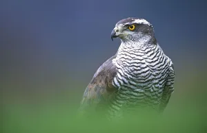RF- Northern Goshawk (Accipiter gentilis) male close-up, Scotland