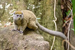 Gentle Lemurs Prints: RF - Northern grey bamboo lemur (Hapalemur occidentalis) clambering over boulders in forest
