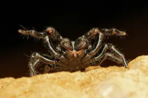 Threatening Prints: RF - Northern mouse spider (Missulena pruinosa) male