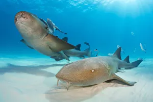 RF - Nurse sharks (Ginglymostoma cirratum) pair swimming over sand in shallow water