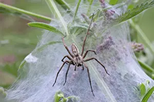 Pisauridae Prints: RF - Nursery-web spider (Pisaura mirabilis) on its web