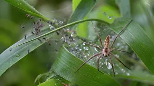 Brasschaat Prints: RF - Nursery web spider (Pisaura mirabilis) on web guarding spiderlings