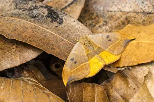 Rf17q4 Prints: RF - Oak hook-tip moth (Watsonalla binaria) mimicking a dead leaf