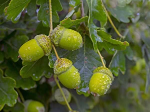 RF - Oak (Quercus robur) acorns in autumn, England, UK, August