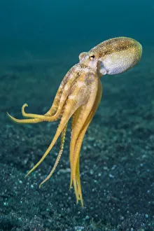 RF - Ocellate octopus (Amphioctopus mototi) swimming up from the sea floor