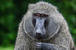 Papio Choras Prints: RF - Olive baboon (Papio anubis) head portrait