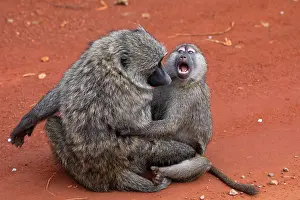 Papio Choras Prints: RF - Olive baboon (Papio anubis) sitting on ground with infant