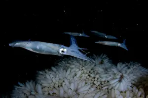 Vancouver Island Prints: RF - Opalescent inshore squid (Doryteuthis opalescens) female