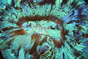 RF - Open brain coral (Trachyphyllia geoffroyi) lives in symbiosis with zooxanthellae