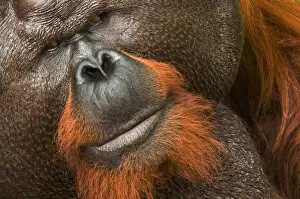 Orangutans Collection: RF- Orang utan (Pongo pygmaeus) head portrait of dominant male and first orangutan