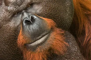 Rf16q4 Prints: RF- Orang utan (Pongo pygmaeus) head portrait of dominant male and first orangutan