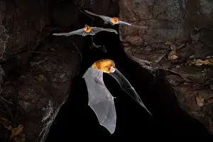 Endemic Prints: RF - Orange leaf-nosed bats (Rhinonicteris aurantia) emerging from a cave after sunset