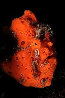 Luzon Prints: RF - Orange painted frogfish (Antennarius pictus) portrait