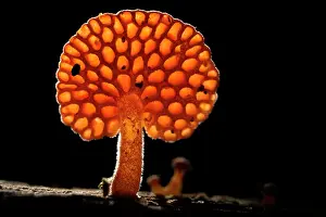 Italy Prints: RF - Orange pore fungus (Favolaschia claudopus) fruiting body growing on a fallen tree branch