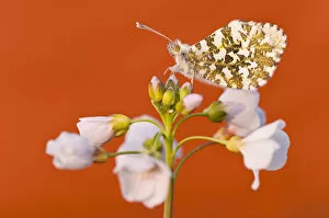 Images Dated 10th April 2011: RF- Orange Tip butterfly (Anthocharis cardamines) female resting on Cuckooflower