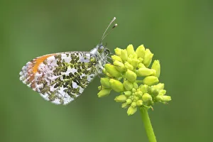 Brasschaat Prints: RF - Orange tip butterfly (Anthocharis cardamines) male