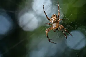 Araneidae Prints: RF - Orbweaver spider (Araneus diadematus) male on its web feeding on prey