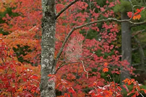 Foliage Prints: RF - Orbweaver spider's web on a tree branch with autumnal foliage behind