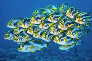 RF - Oriental sweetlips fish (Plectorhinchus vittatus) school swimming above a coral reef, Laamu Atoll, Maldives