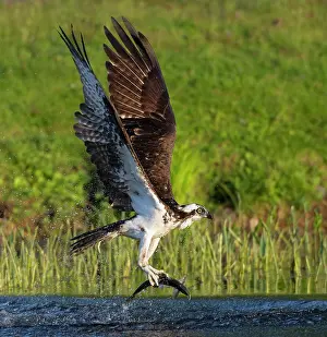 Clupea Parvula Prints: RF - Osprey (Pandion haliaetus) in flight carrying Alewife (Alosa pseudoharengus) prey