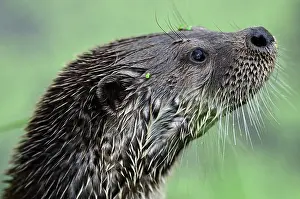 Devon Prints: RF - Otter (Lutra lutra) head portrait