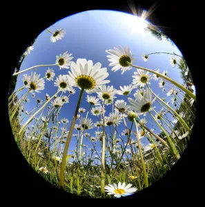 Rf16q4 Prints: RF- Oxeye daisy (Leucanthemum vulgare) fish-eye lens. Devon, UK. June