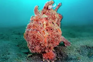 Wide Angle Prints: RF - Painted frogfish (Antennarius pictus) female
