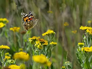 2020 May Highlights Gallery: RF - Painted lady butterfly (Cynthia cardui) feeding on Fleabane