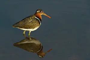 Private Reserve Prints: RF - Painted snipe (Rostratula benghalensis) standing in shallow water