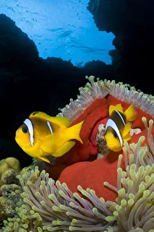 RF- Pair of Red Sea anemonefish (Amphiprion bicinctus) in Magnificent sea anemone