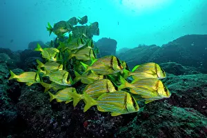 Haemulidae Prints: RF - Panamic porkfish (Anisotremus taeniatus) school swimming over seabed