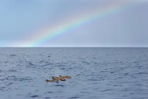 Bridled Dolphins Prints: RF - Pantropical spotted dolphins (Stenella attenuata) small pod surfacing in front of rainbow