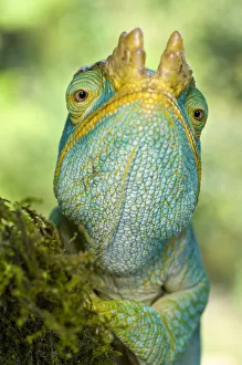 Chamaeleonidae Prints: RF - Parsons chameleon (Calumma parsonii) portrait, Lowland rainforest understory