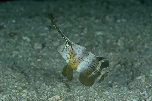 Philippines Prints: RF - Peacock razor wrasse (Iniistius pavo) swimming over seabed
