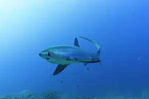 Shark Prints: RF - Pelagic thresher shark (Alopias pelagicus) portrait