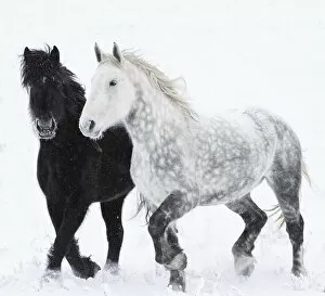 Alberta Gallery: RF - Percheron horse, two walking through snow, one black, one dappled grey