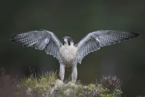 Falco Peregrinus Collection: RF- Peregrine Falcon (Falco peregrinus) landing on moorland with its wings spread