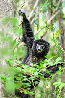 Republic Of Madagascar Prints: RF - Perrier's black sifaka (Propithecus perrieri) male