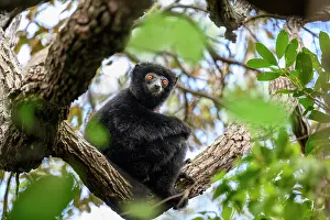 Republic Of Madagascar Prints: RF - Perrier's black sifaka (Propithecus perrieri) male