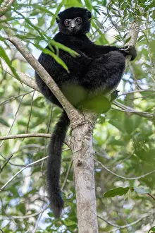 Sifaka Prints: RF - Perrier's sifaka (Propithecus perrieri) sitting in tree