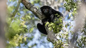 Sifaka Prints: RF - Perrier's sifaka (Propithecus perrieri) sitting in tree