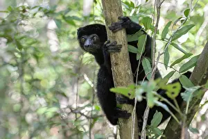 Sifaka Prints: RF - Perrier's sifaka (Propithecus perrieri) sitting in tree