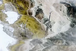 RF - Petrified trees and travetine cascade. Geothermal feature at Mammoth Hot Springs