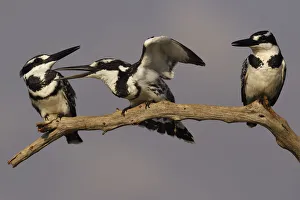 RF - Pied kingfisher (Ceryle rudis) group of three perched on branch, squabbling